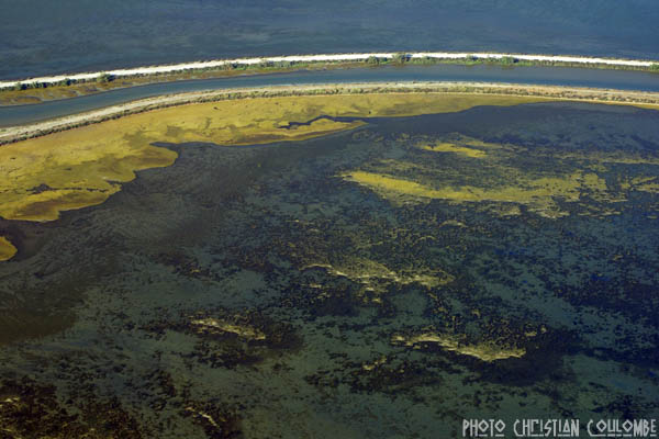 photo de camargue