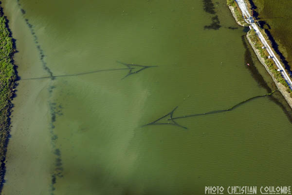 photo de camargue