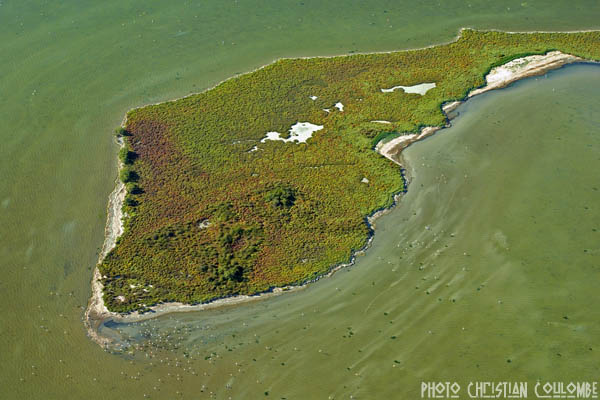 photo de camargue