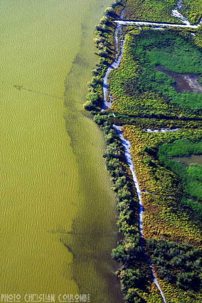 photo de camargue