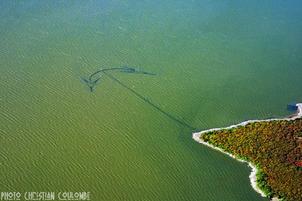 photo de camargue