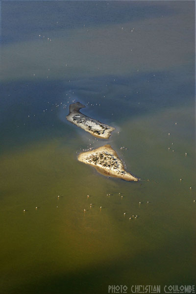 photo de camargue