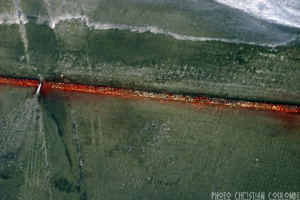 photo de camargue
