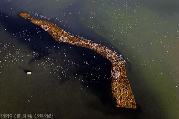 photo de camargue