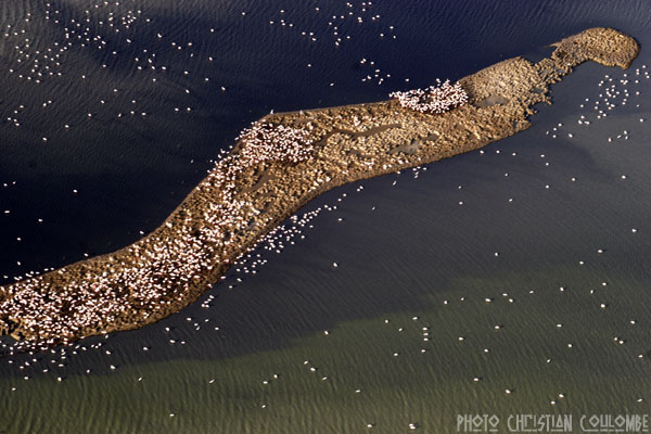 photo de camargue