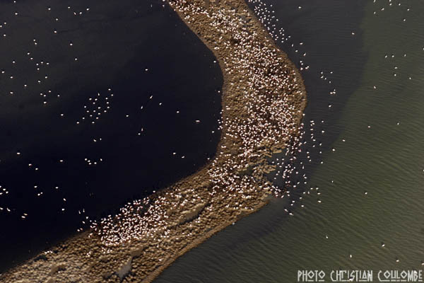 photo de camargue