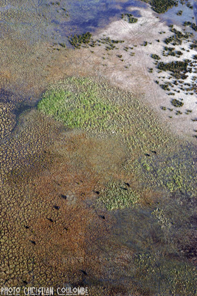 photo de camargue