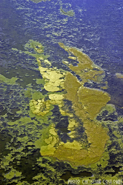 photo de camargue