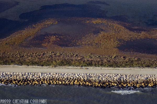 photo de camargue