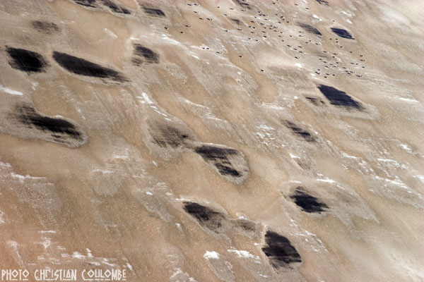 photo de camargue